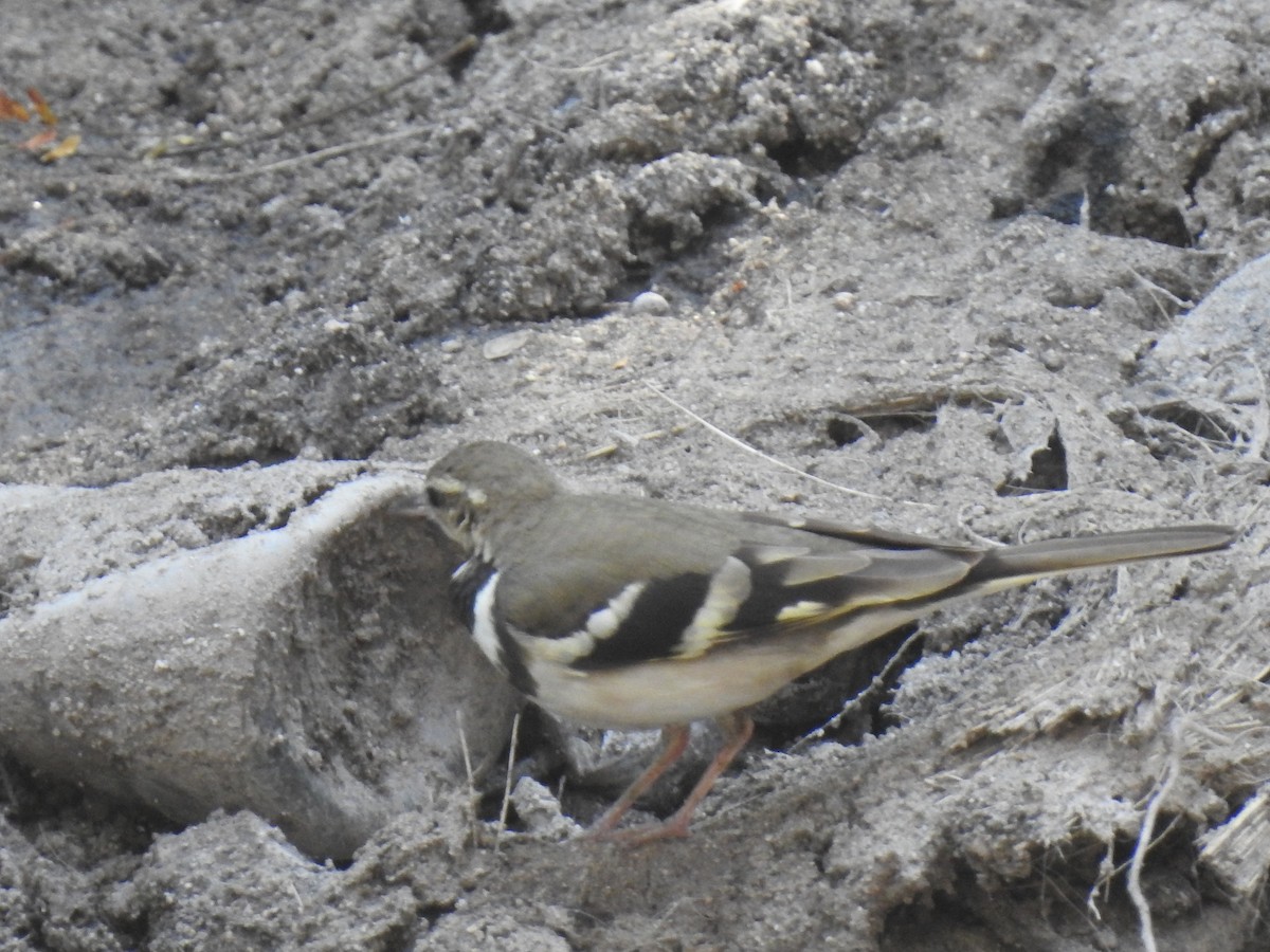 Forest Wagtail - ML365401841