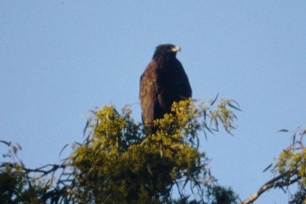 Greater Spotted Eagle - Gerd Schön