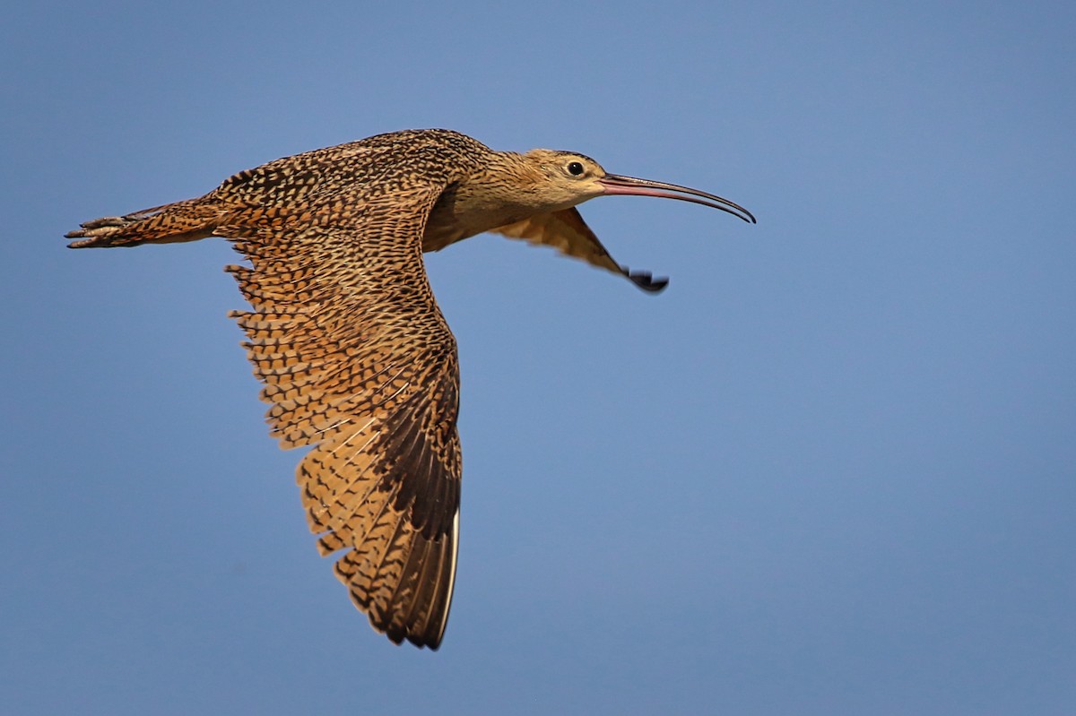 Long-billed Curlew - ML365406891