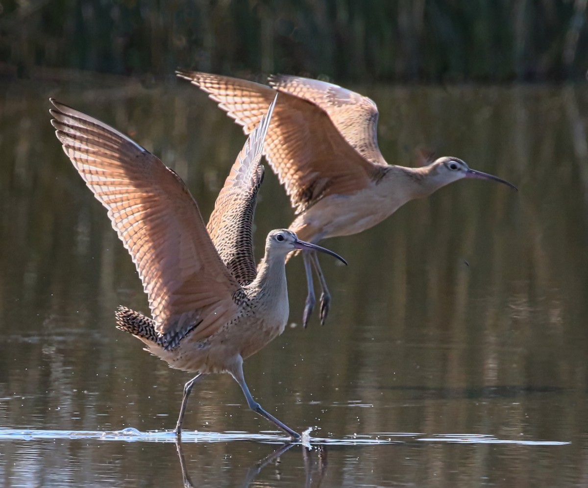 Long-billed Curlew - ML365406941