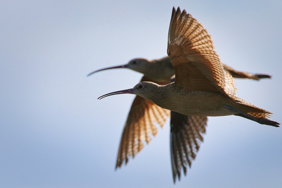 Long-billed Curlew - ML365407061