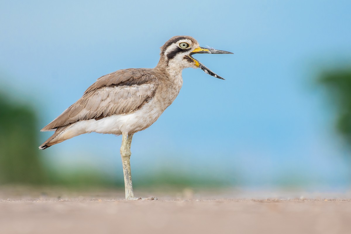 Great Thick-knee - ML365408871