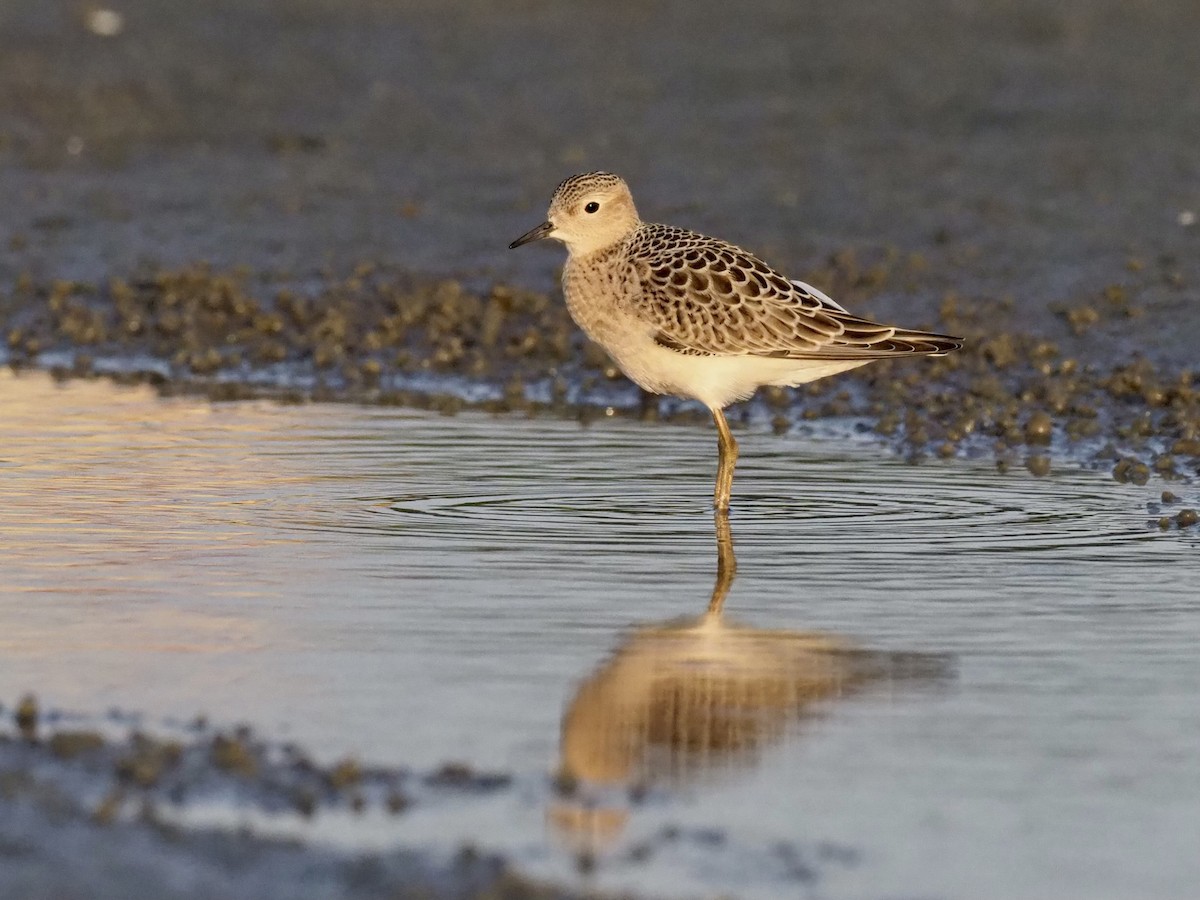 Buff-breasted Sandpiper - Yve Morrell