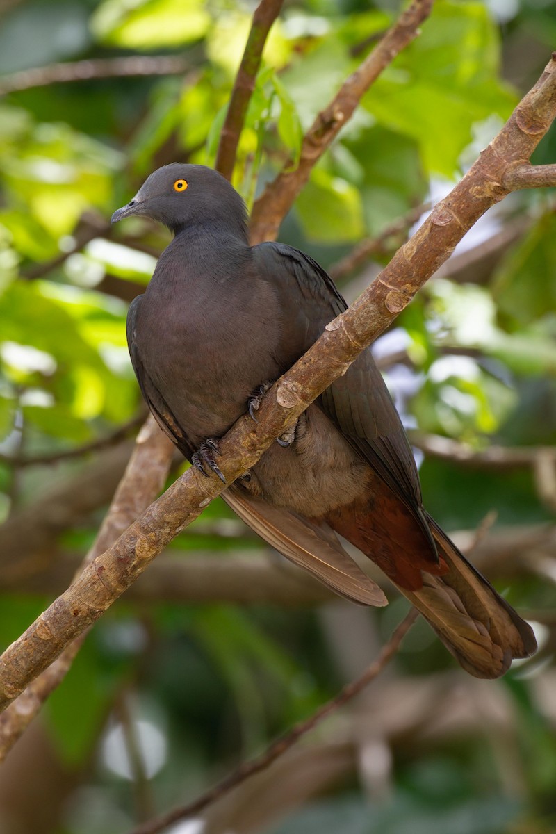 Christmas Island Imperial-Pigeon - Adrian Boyle