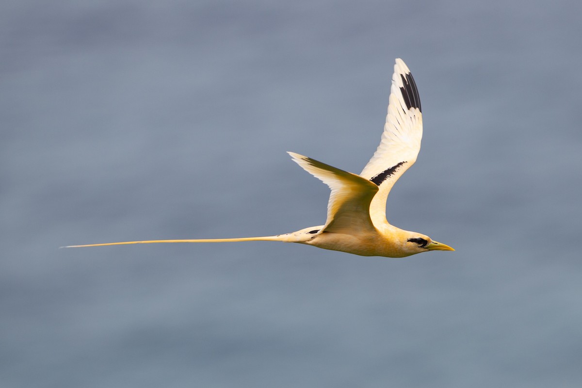 White-tailed Tropicbird (Golden) - ML365412131