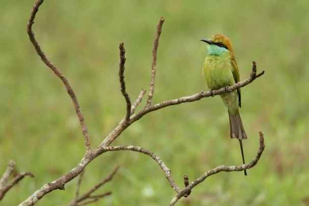 Asian Green Bee-eater - Sabarish B