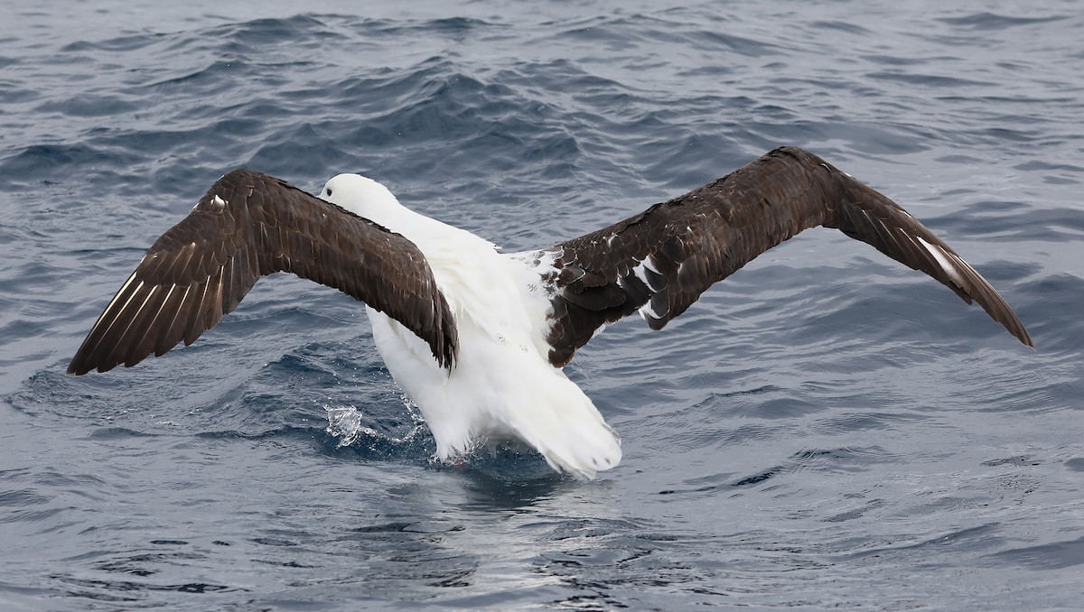 Northern Royal Albatross - ML365416821