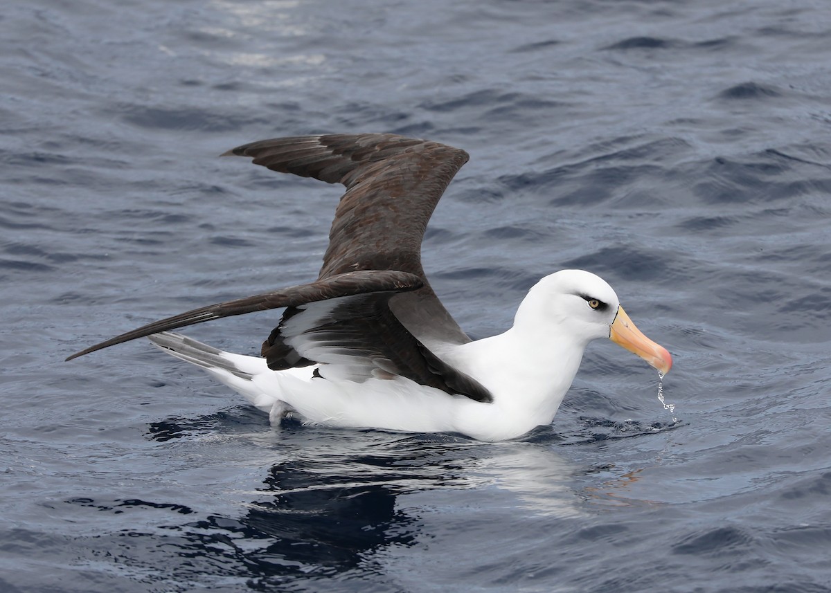 Black-browed Albatross (Campbell) - ML365418541