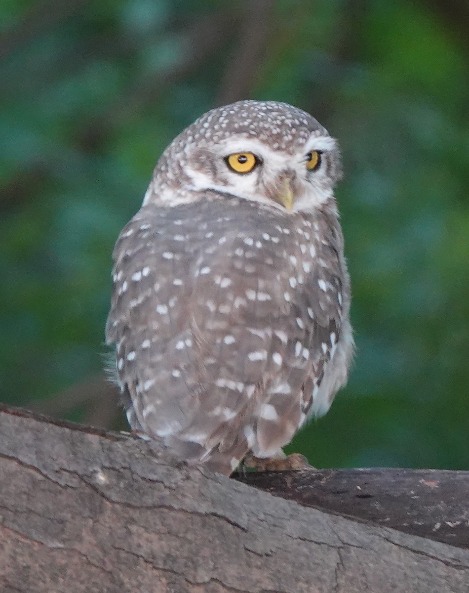 Spotted Owlet - ML365418681