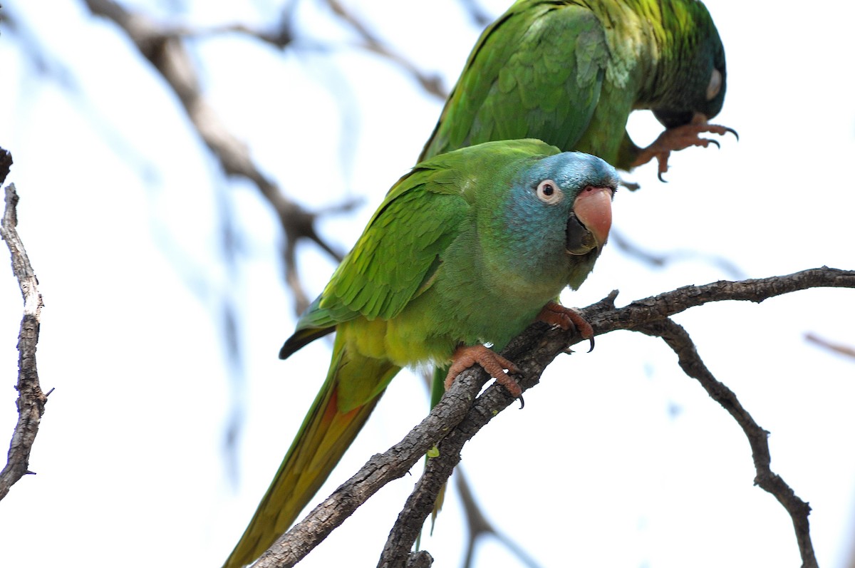 Blue-crowned Parakeet - Fermin Zorrilla