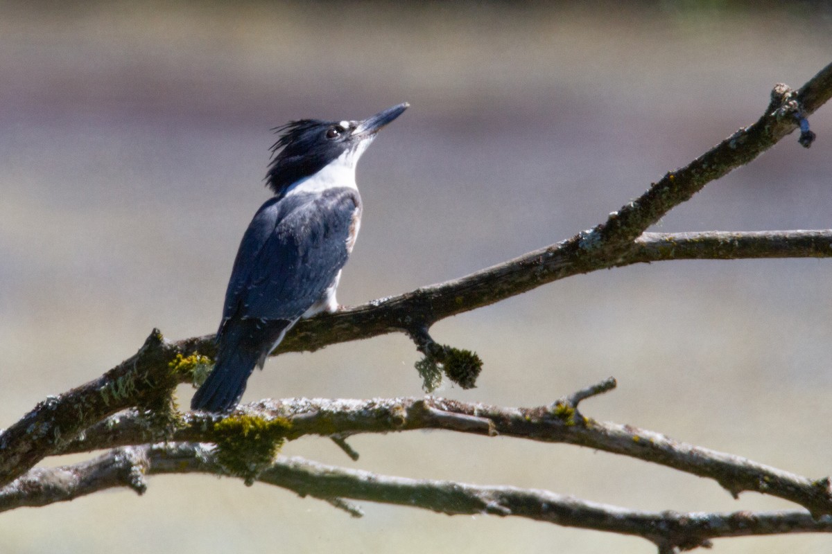 Belted Kingfisher - ML365419021