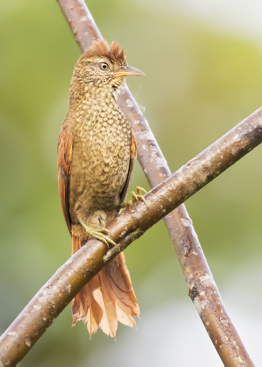 Scaled Spinetail - ML365420671