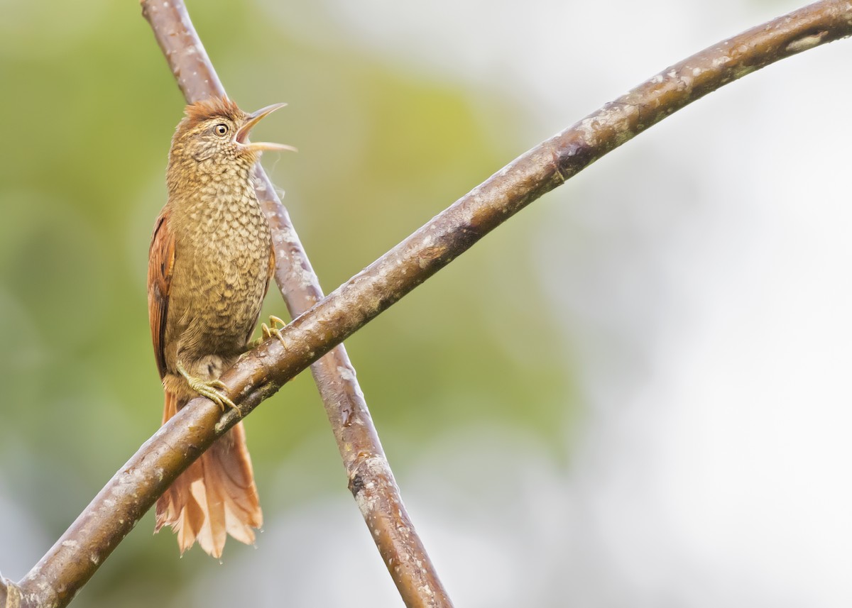 Scaled Spinetail - ML365420691