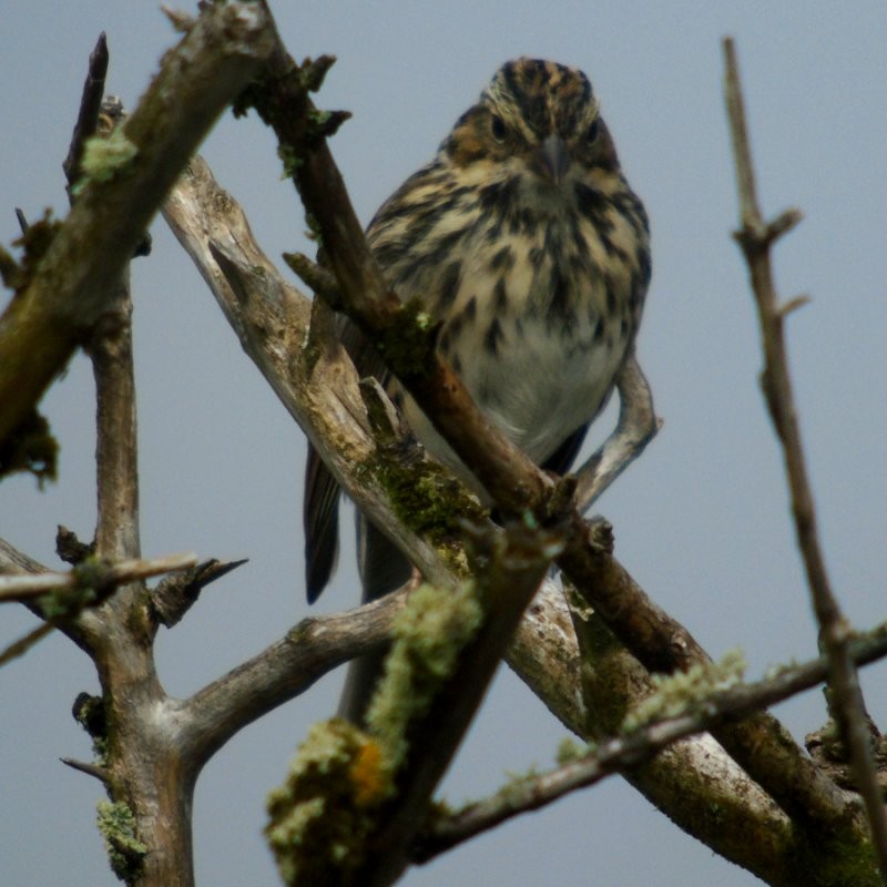 Savannah Sparrow - ML36542151