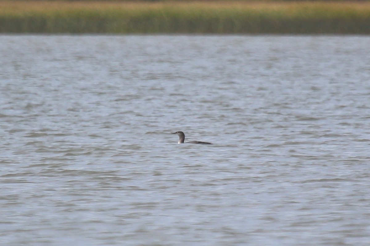 Red-throated Loon - Danièle Laprise