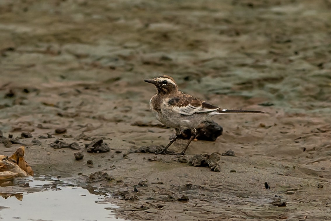 White-browed Wagtail - ML365424791