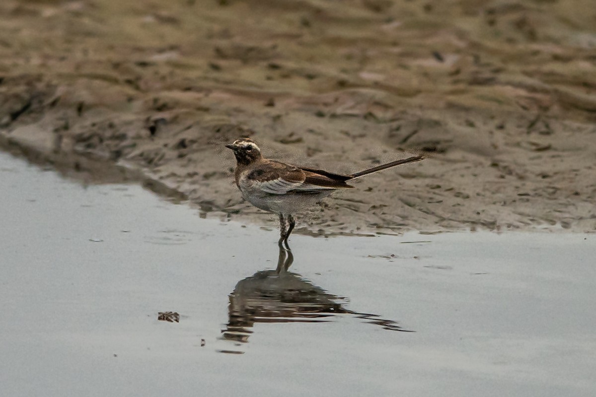 White-browed Wagtail - ML365424811