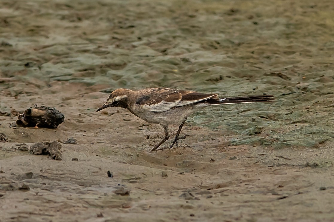 White-browed Wagtail - ML365424831