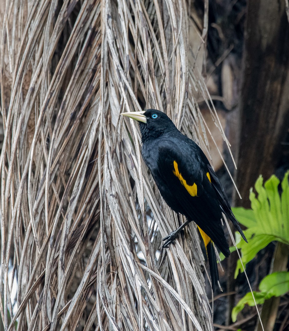 Yellow-rumped Cacique - ML365426551