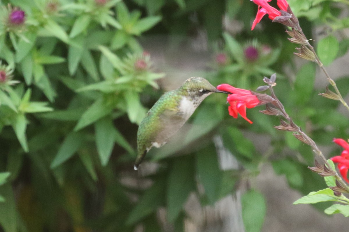 Ruby-throated Hummingbird - David Lambeth
