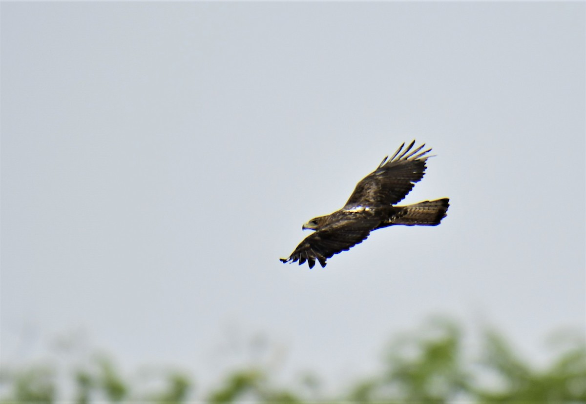Bonelli's Eagle - Anoop CR