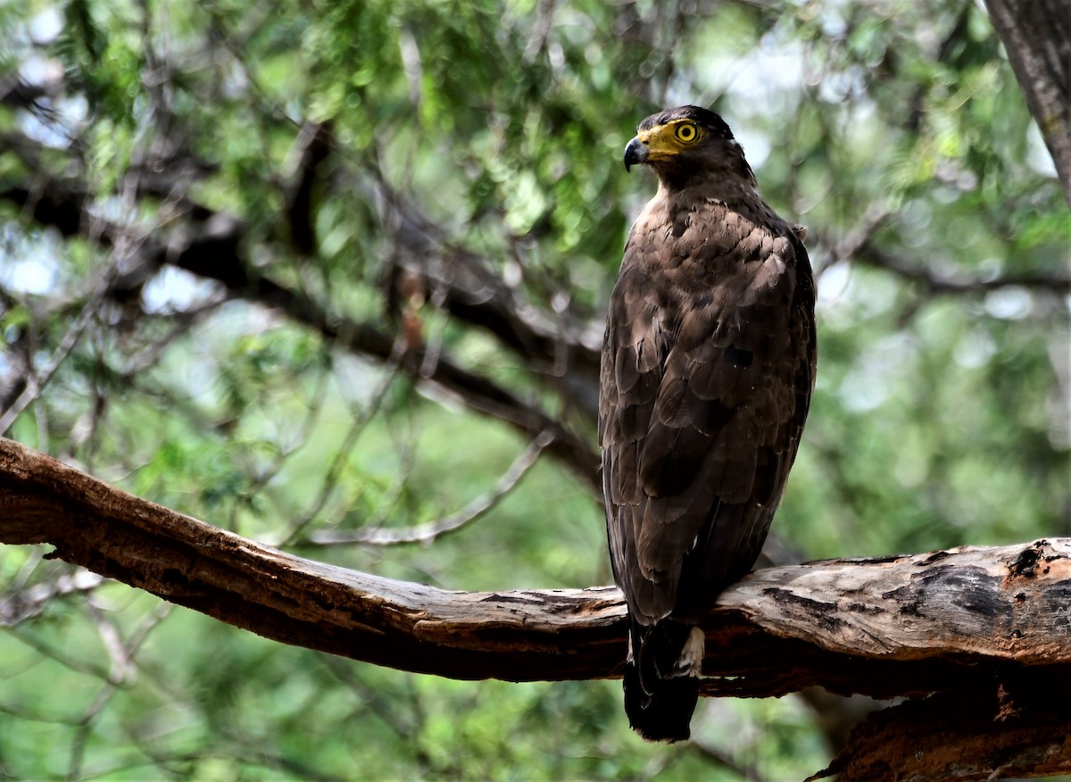 Crested Serpent-Eagle - Anoop CR
