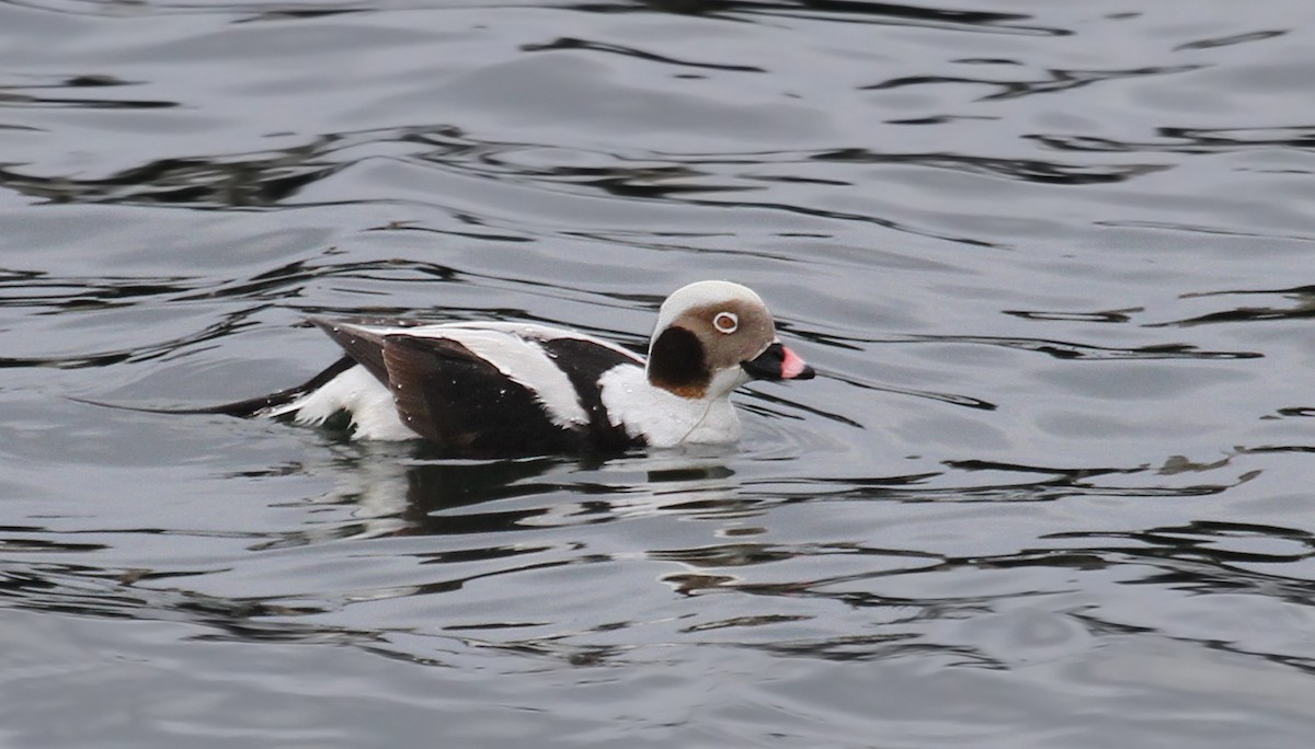 Long-tailed Duck - ML36543971