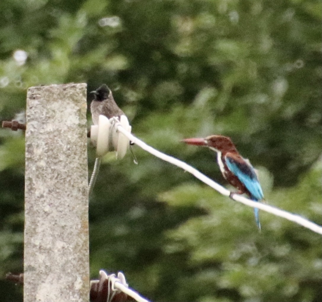 White-throated Kingfisher - Praveen Chavan