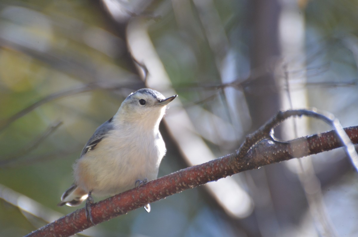 White-breasted Nuthatch - ML36545421