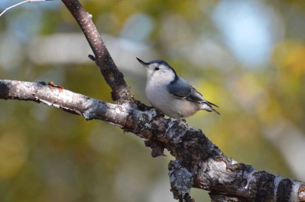 White-breasted Nuthatch - ML36545431