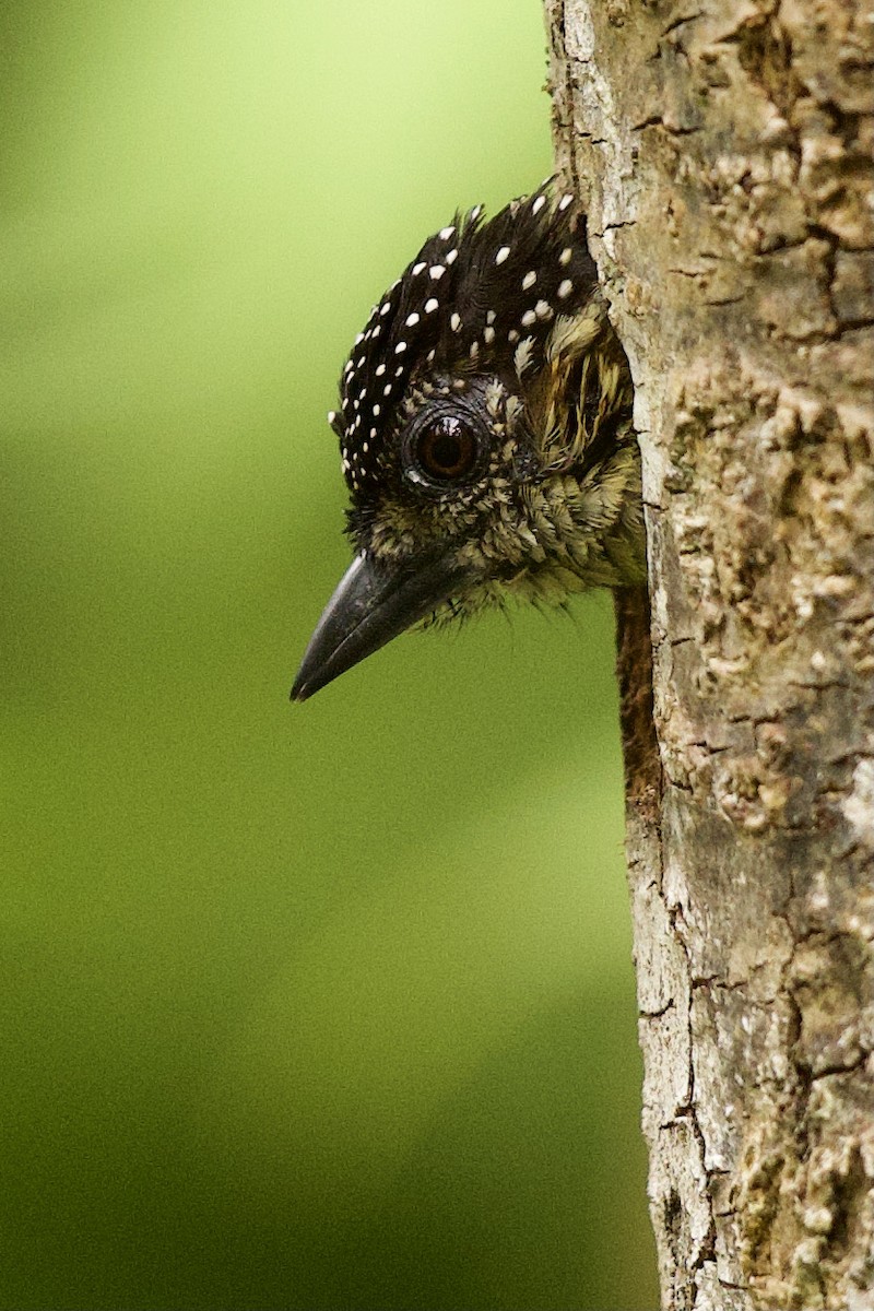 Olivaceous Piculet - ML365457761