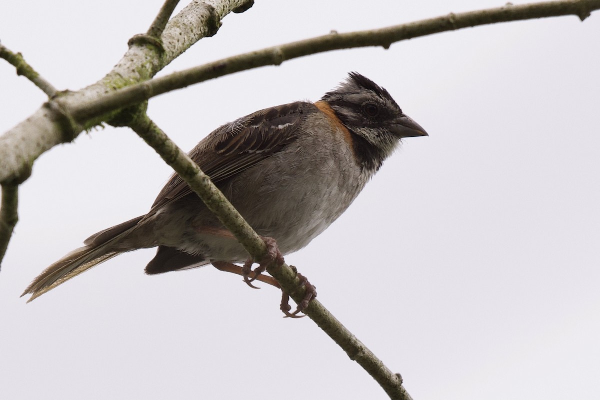 Rufous-collared Sparrow - ML365458371