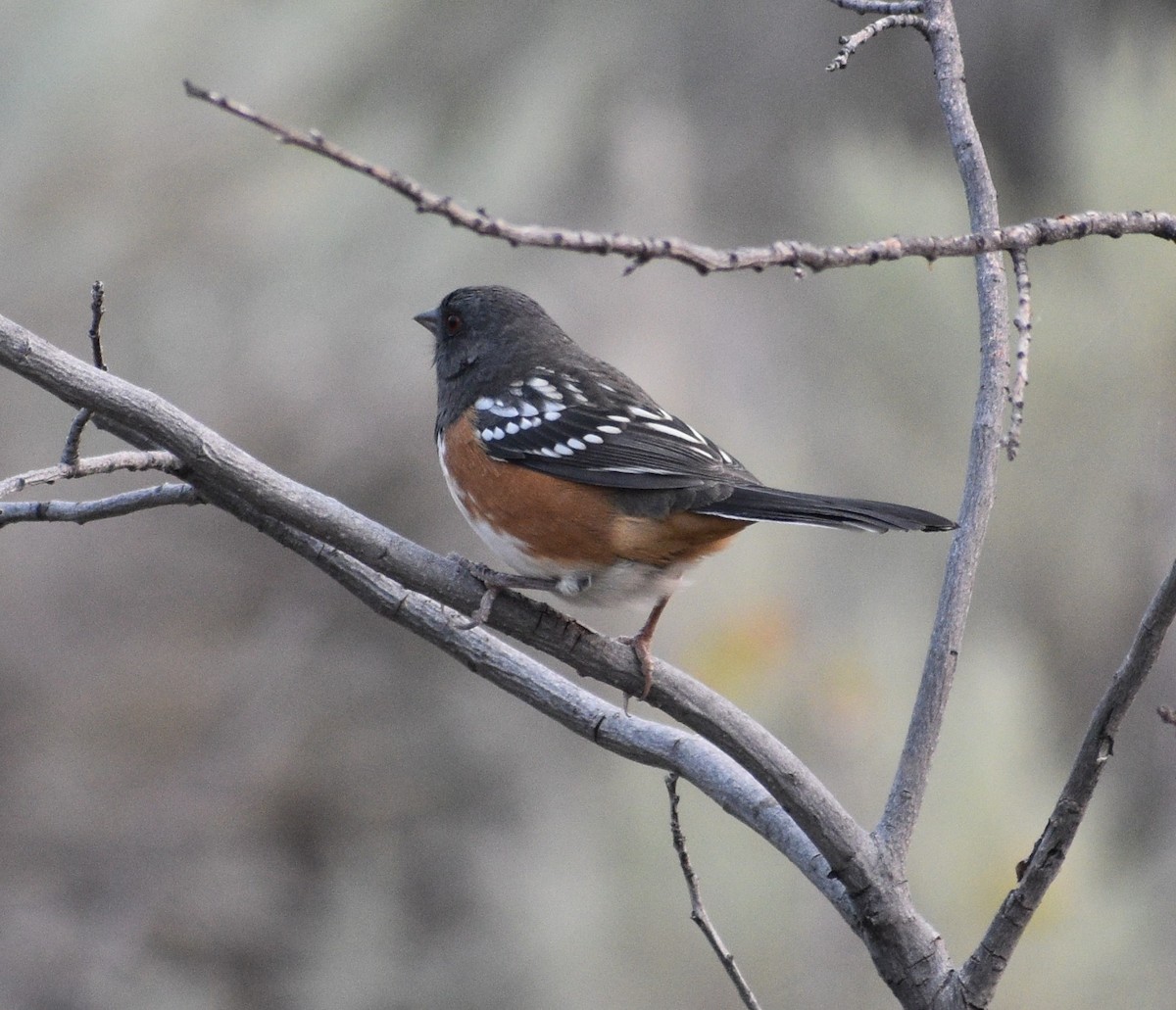 Spotted Towhee - ML365459261