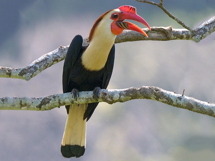 Writhed Hornbill - Con Foley