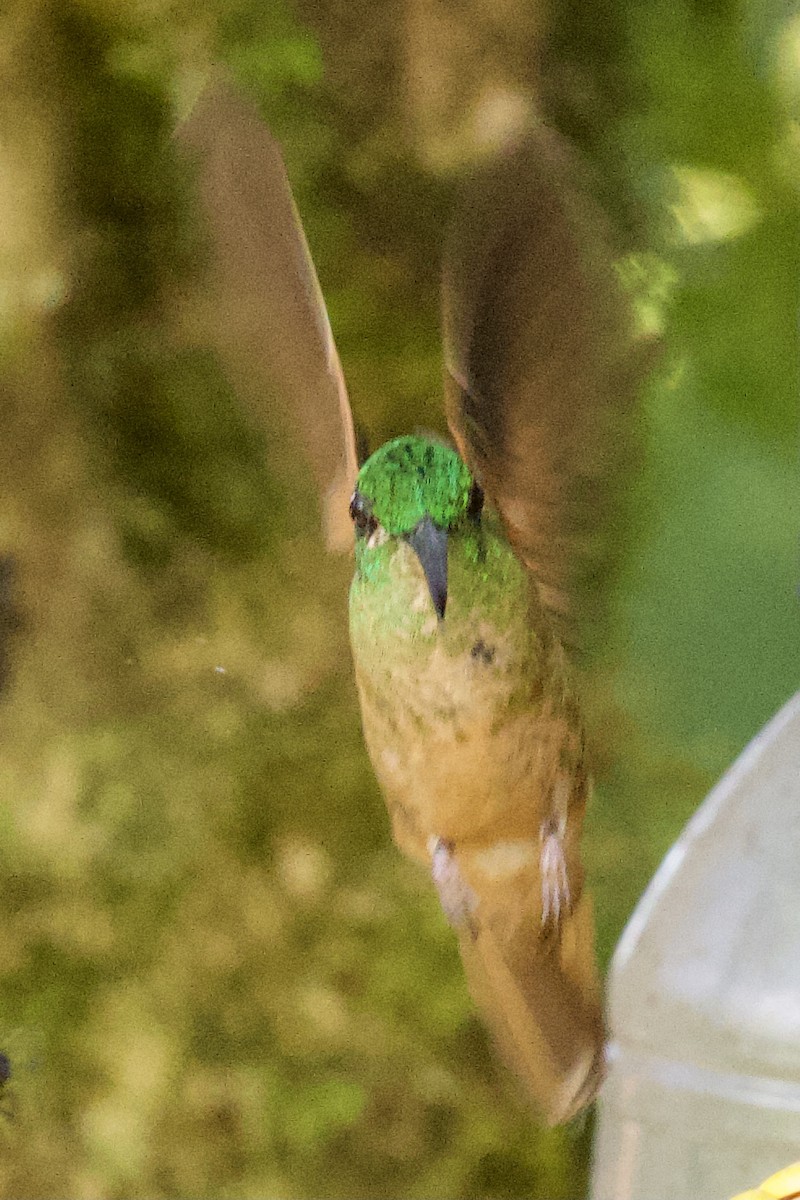 kolibřík hnědobřichý - ML365463661