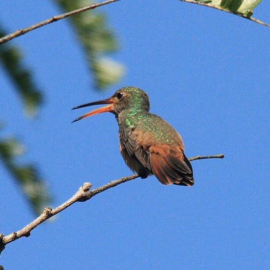 Buff-bellied Hummingbird - Tom Murray