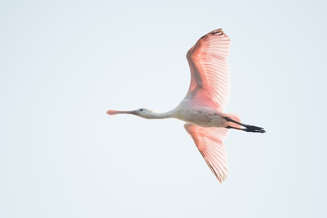 Roseate Spoonbill