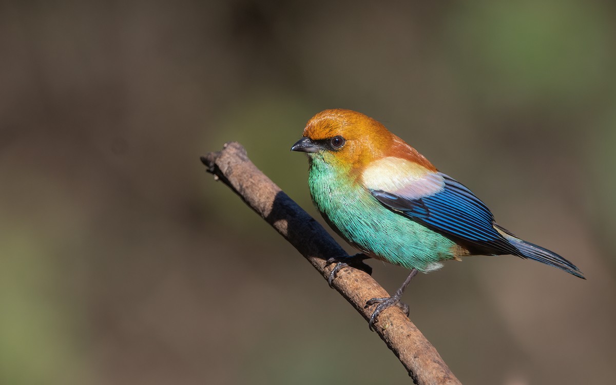 Chestnut-backed Tanager - Pablo Re