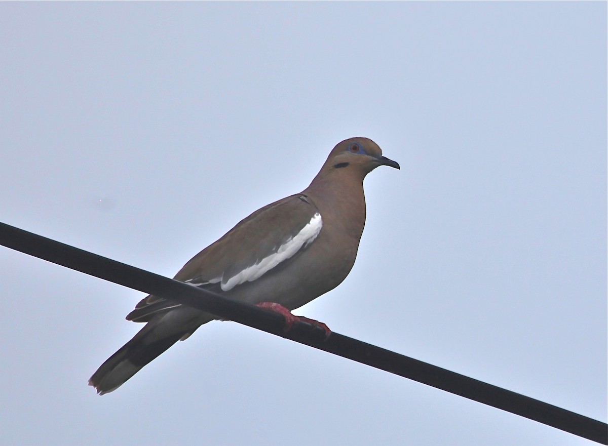 White-winged Dove - ML36547441