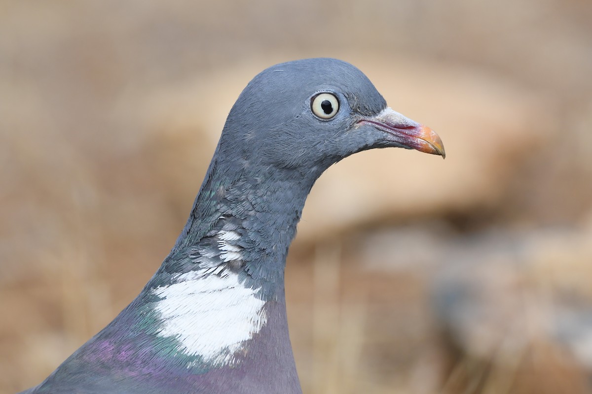Common Wood-Pigeon - ML365476601