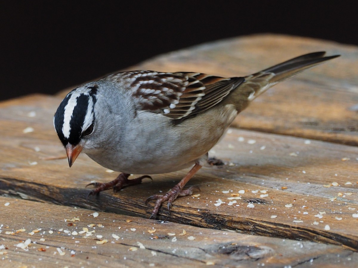 White-crowned Sparrow - ML36547741
