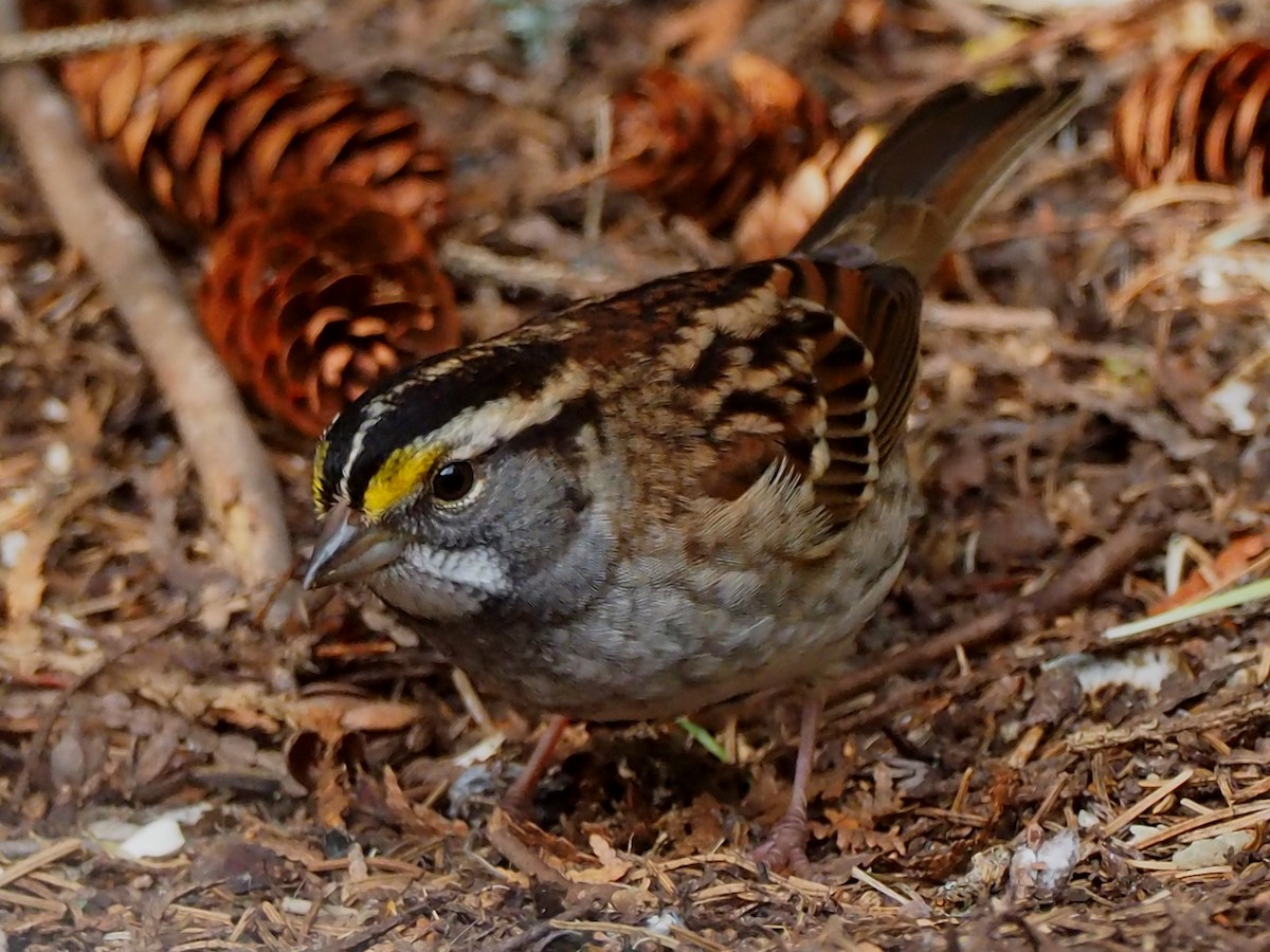 White-throated Sparrow - ML36547871