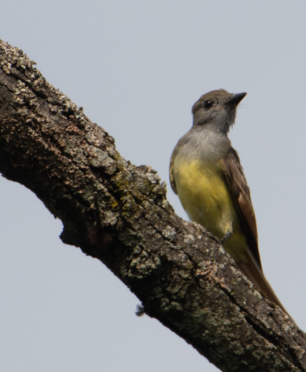 Great Crested Flycatcher - Mike Birmingham