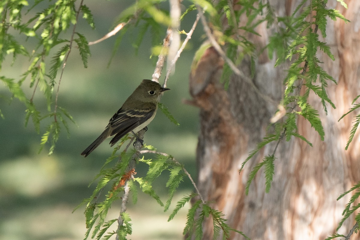 Western Flycatcher (Pacific-slope) - Isabelle Reddy