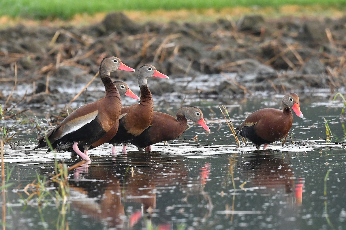 Black-bellied Whistling-Duck - Bill Asteriades