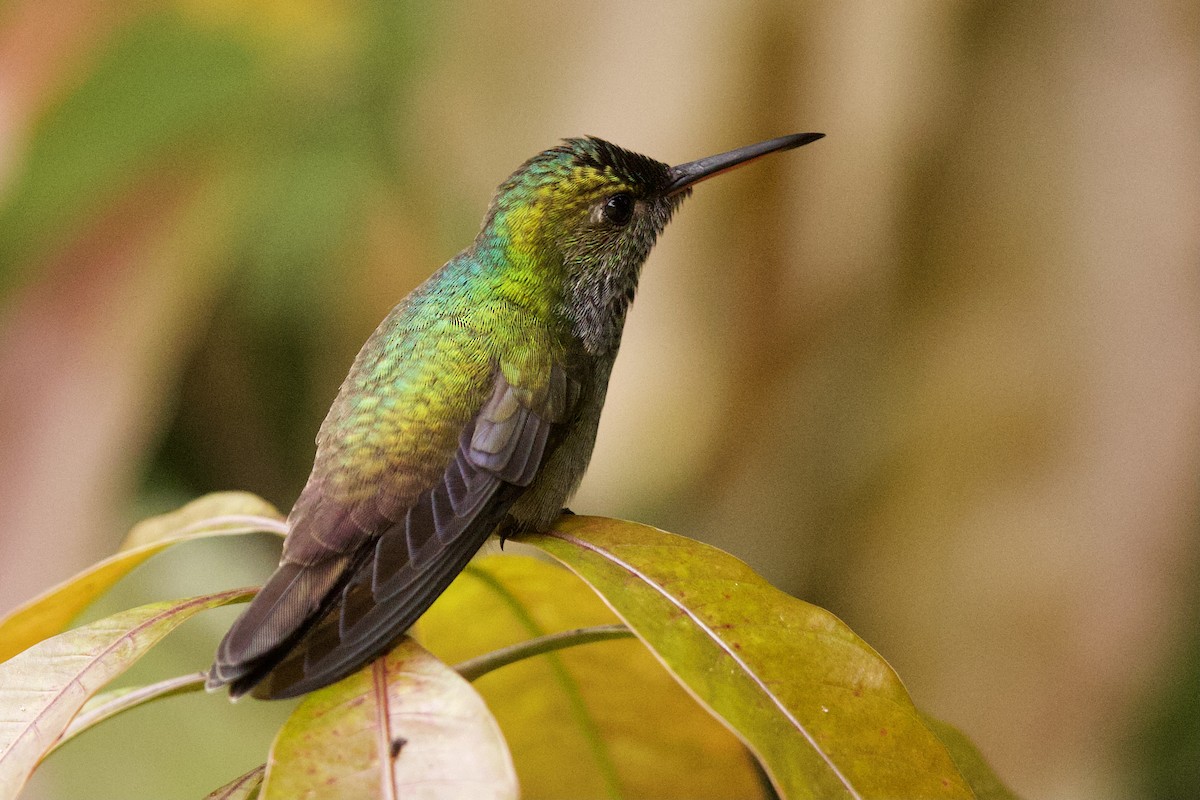 Rufous-tailed Hummingbird - Tom McIntosh