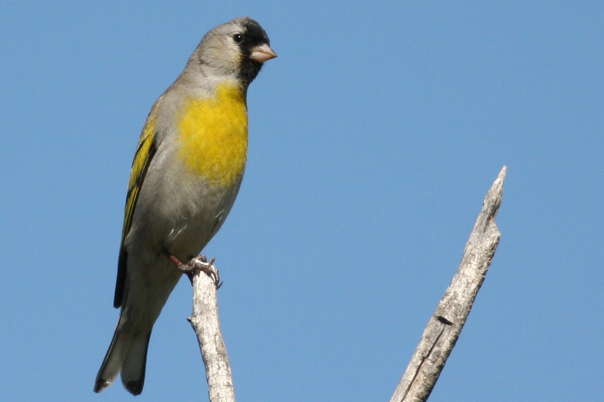 Lawrence's Goldfinch - ML365504911