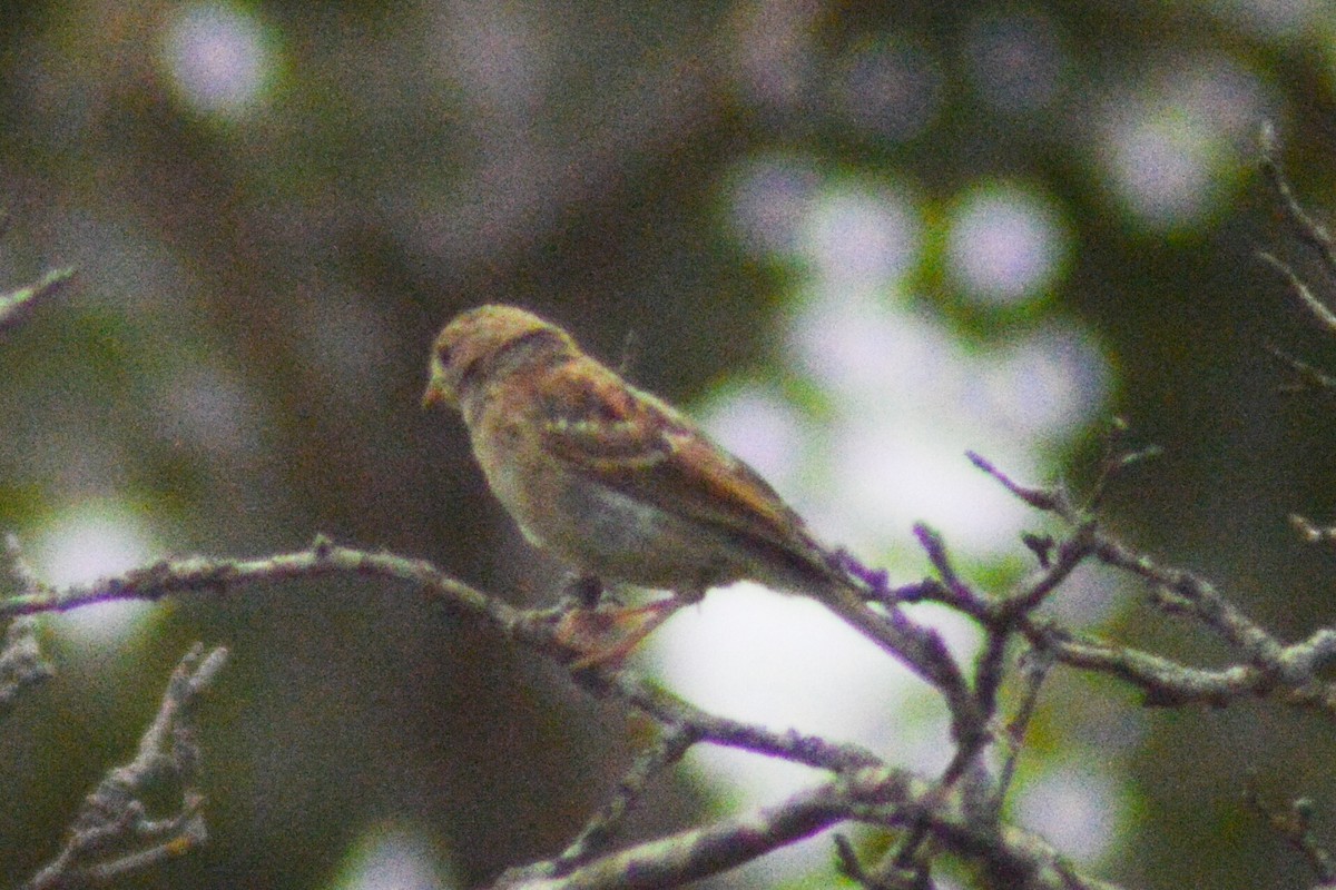 Field Sparrow - ML365512011