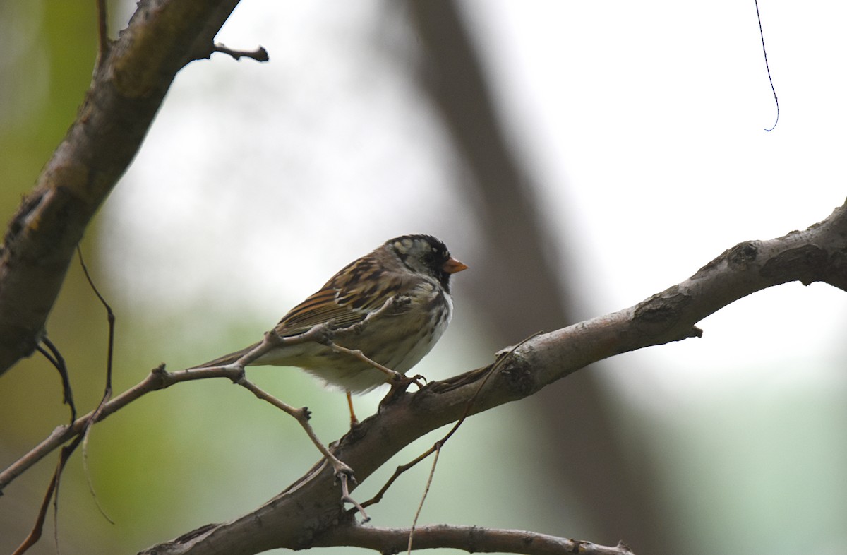 Harris's Sparrow - ML36551241