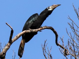 Cálao chico de Panay - eBird